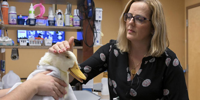 31. August - Russischer Tag der Veterinärmedizinischen Fachkräfte