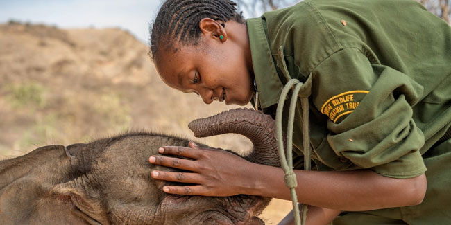 22. September - Welttag zum Schutz der Elefanten