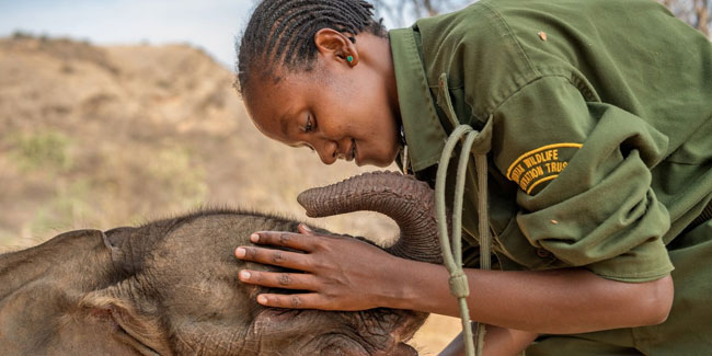 22. September: Welttag zum Schutz der Elefanten