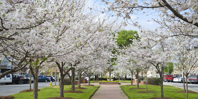 16. März - Macon Blooming Cherry Festival