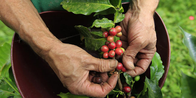 27. Juni - Nationaler Tag des Kaffees in Kolumbien