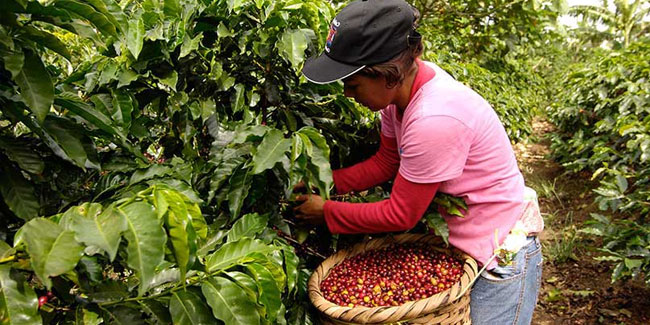13. September - Nationaler Tag des Kaffees in Costa Rica