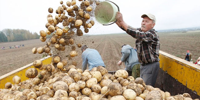 17. November - Tag der Arbeiter der Landwirtschaft und der verarbeitenden Industrie des agroindustriellen Komplexes in Belarus