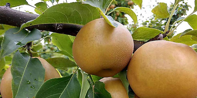 4. Juli: Tag der japanischen Birne