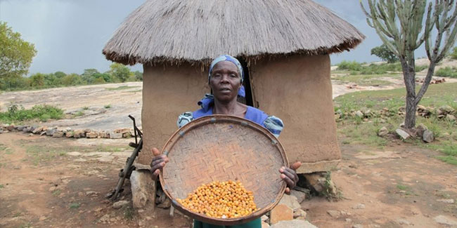 30. Oktober - Afrikanischer Tag der Lebensmittel- und Ernährungssicherheit