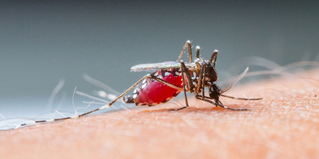 5. November - Nationale Malaria-Woche in Südafrika