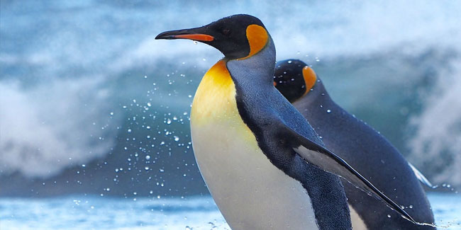 20. Januar - Tag der Aufklärung über Pinguine