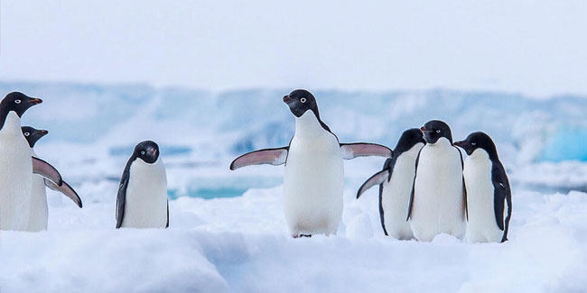 13. Oktober - Tag der Aufklärung über afrikanische Pinguine