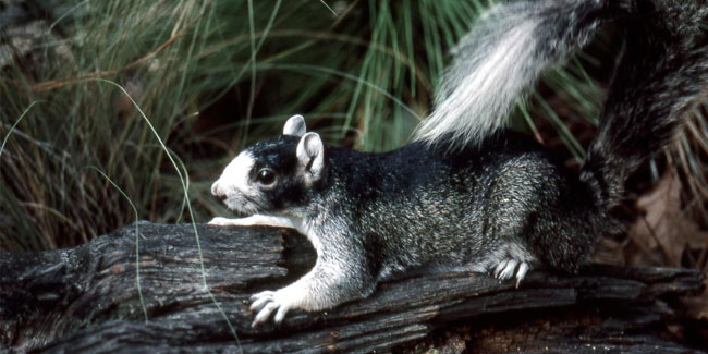 21. Januar - Tag der Wertschätzung für Eichhörnchen in North Carolina