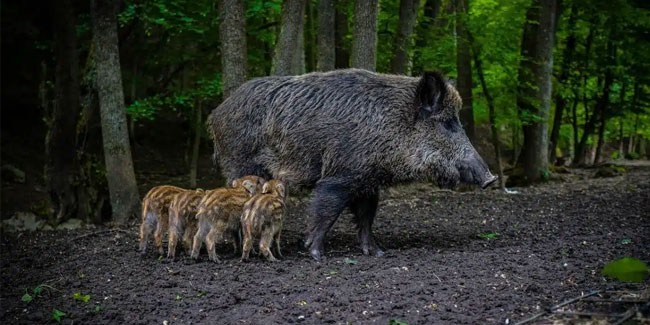 4. Oktober: Tag der Tiere in Polen