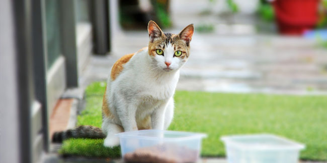 17. Februar - Katzentag in Polen