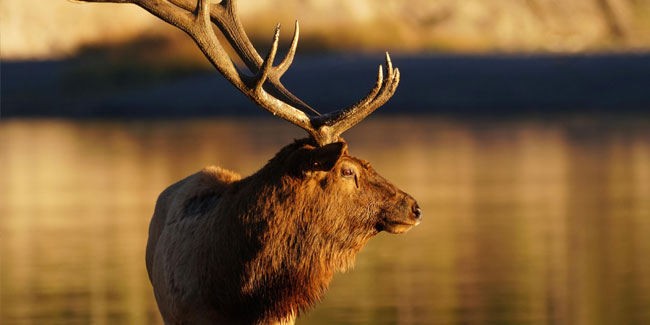 4. September - Nationaler Tag der Wildtiere in den USA