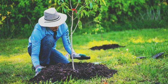 21. März: Welt-Baumpflanztag