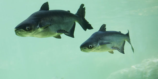 21. April: Weltfischwandertag