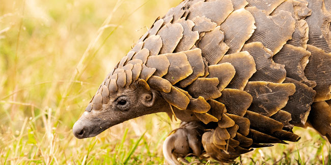 15. Mai: Welttag der gefährdeten Arten