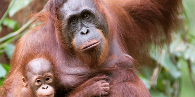 19. August: Welt-Orang-Utan-Tag