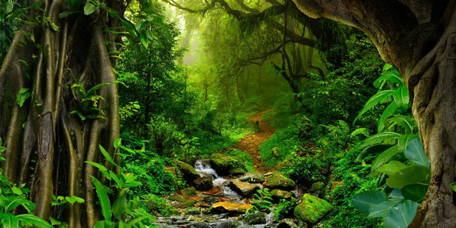 5. September - Tag des Amazonas-Regenwaldes