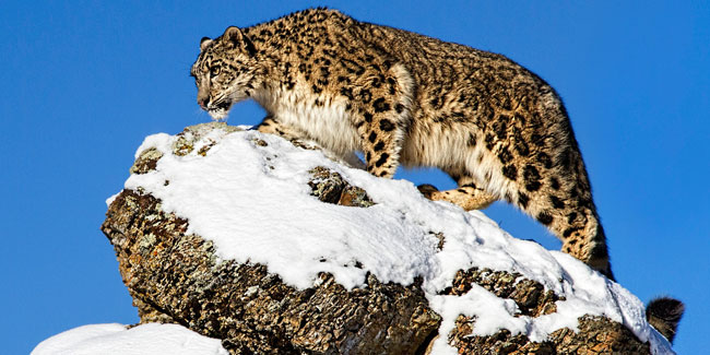 23. Oktober: Internationaler Tag des Schneeleoparden