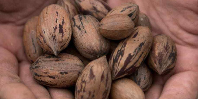 14. April: Nationaler Pekannuss-Tag in den USA