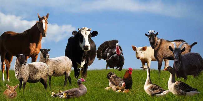 2. Oktober - Welttag der Nutztiere