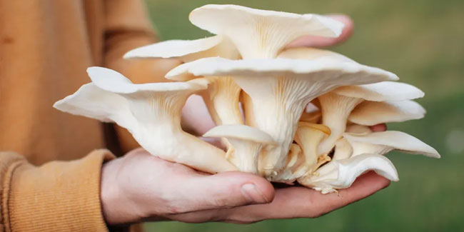 15. Oktober: Nationaler Pilztag in den USA