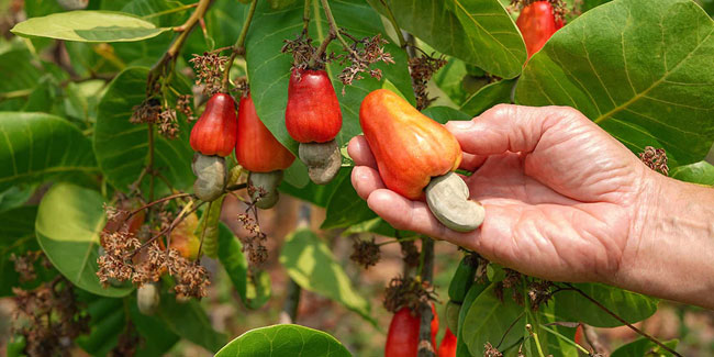 23. November: Nationaler Cashew-Tag und Nationaler Espresso-Tag in den USA