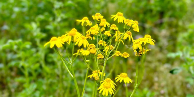 12. Dezember: Nationaler Ambrosia-Tag in den USA