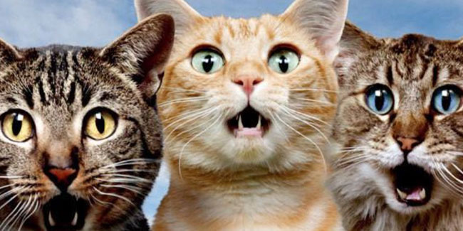 2. Januar: Frohes Mew-Jahr zum Katzentag