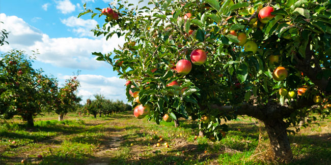 6. Januar: Tag des Apfelbaums