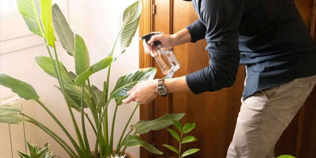 10. Januar: Der Tag der Wertschätzung von Zimmerpflanzen