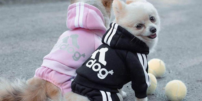 14. Januar: Verschönern Sie Ihren Haustiertag