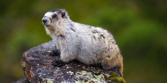 2. Februar: Murmeltiertag in Alaska