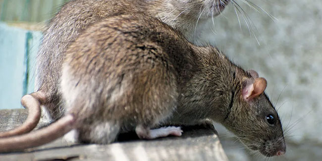 4. April - Welt-Ratten-Tag