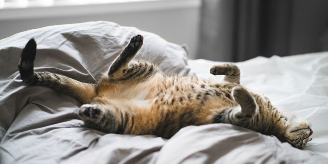 10. August: Fauler Tag