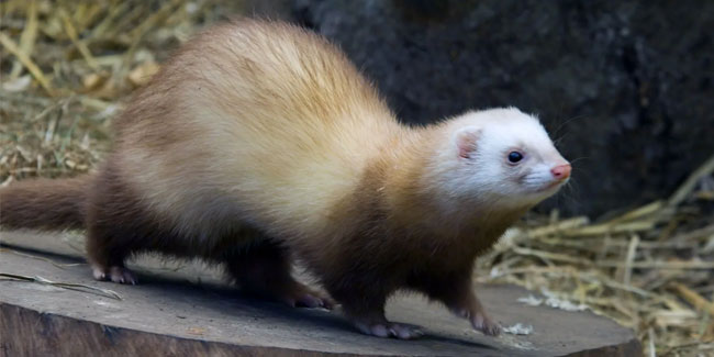 2. April: Tag des Frettchens