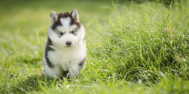 23. März: Welpentag