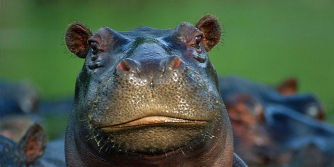 15. Februar: Flusspferd-Tag