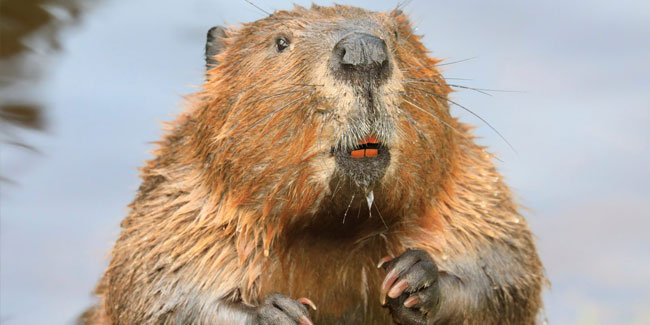 7. April: Internationaler Tag des Bibers