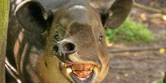 27. April: Welt-Tapir-Tag