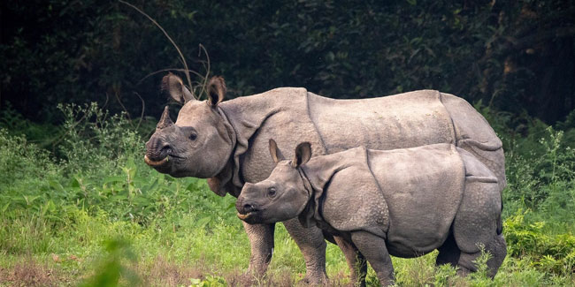 1. Mai: Tag zur Rettung des Nashorns