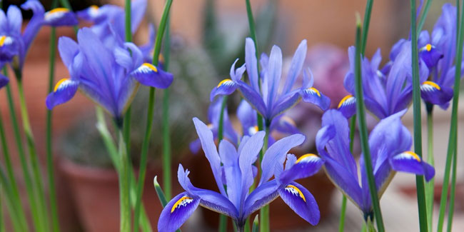 8. Mai - Tag der Iris