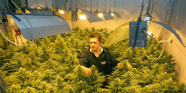 28. März: Tag der Anerkennung von Weed