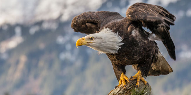 20. Juni - Tag des amerikanischen Adlers