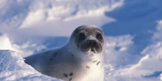 20. Mai: Nationaler Tag der Robbenprodukte in Kanada