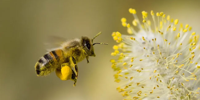 10. Juli - Treten Sie nicht auf eine Biene Tag