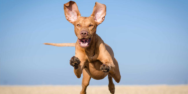 26. August: Nationaler Tag des Hundes in den USA und im Vereinigten Königreich