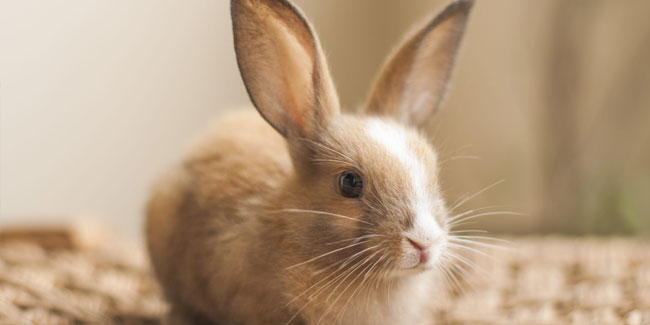 28. September - Internationaler Tag des Kaninchens