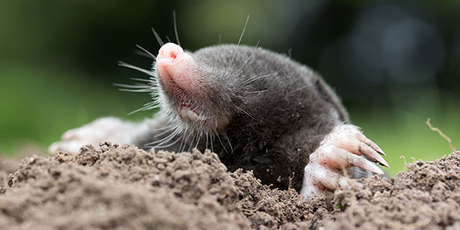 23. Oktober: Maulwurfstag