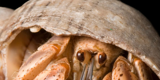 29. Oktober: Eremitentag