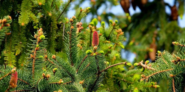 19. Dezember: Look for an Evergreen Day